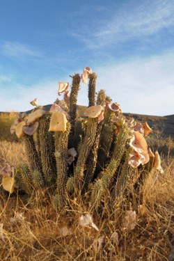 Hoodia