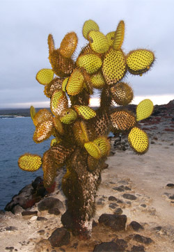 NeOpuntia